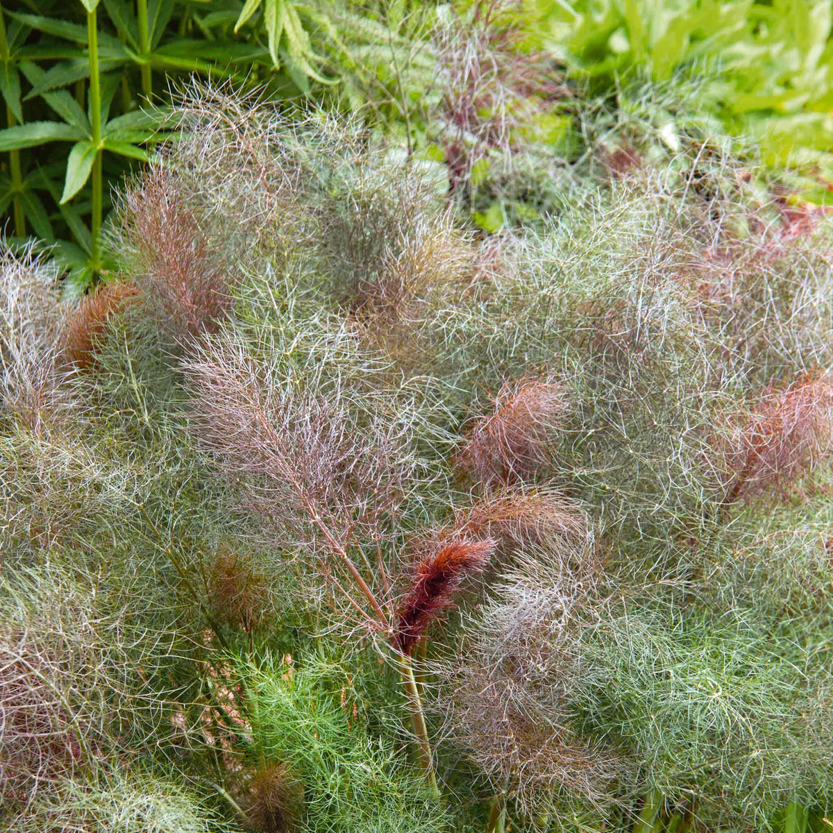 Established bronze fennel plant growing outdoors, with fine, feathery foliage in shades of bronze, copper and green.