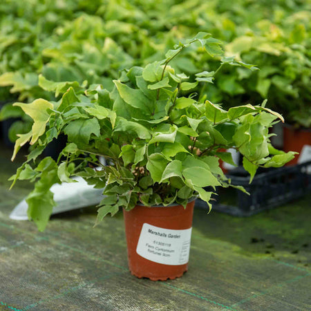 Fern 'Cyrtomium Fortunei'