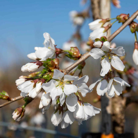 Cherry 'Crown Morello'