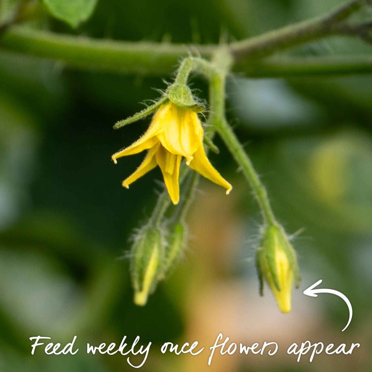 Tomato Seeds 'Summerlast' F1