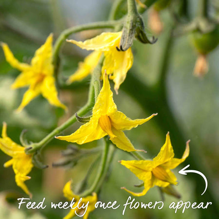 Cordon Tomato 'Moneymaker'