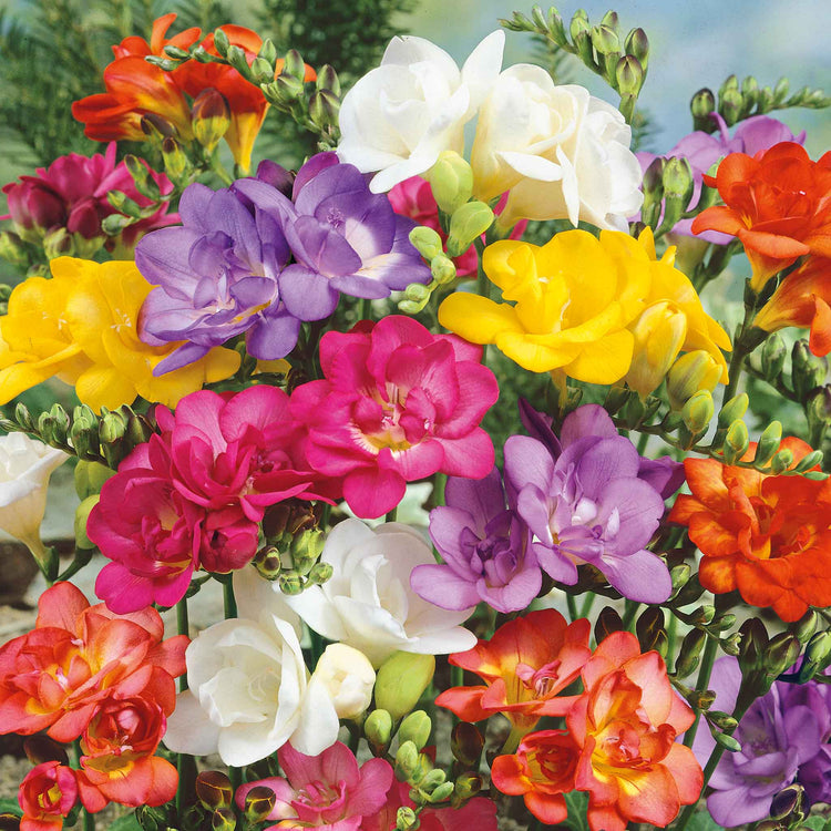 Freesia Corm 'Double Mix'
