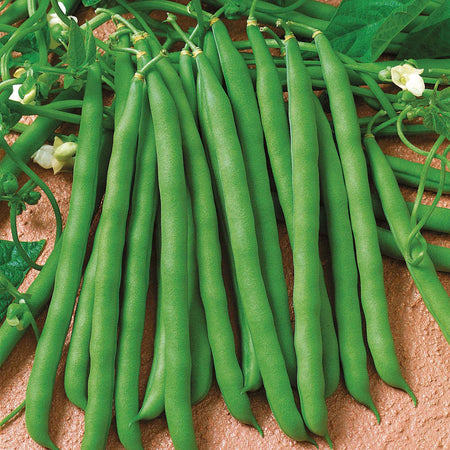 French Bean 'Summer Medley Mix'