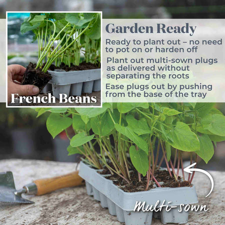French Bean 'Climbing Cosse Violette'