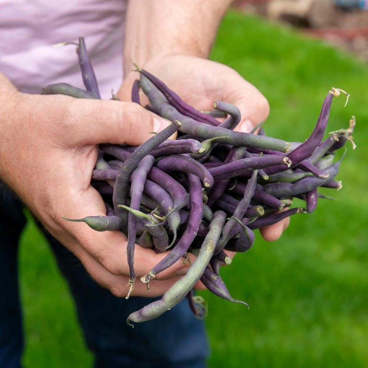 French Bean 'Climbing Cosse Violette'