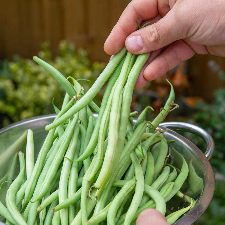 French Bean Climbing Seeds 'Cobra'