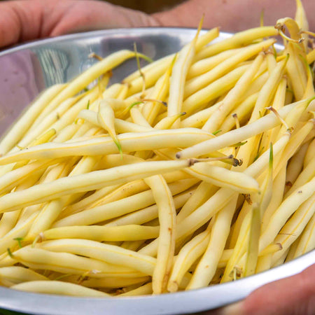 French Bean Dwarf Seeds 'Dorado'