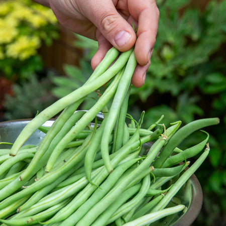 French Bean Dwarf Seeds 'Modesto'
