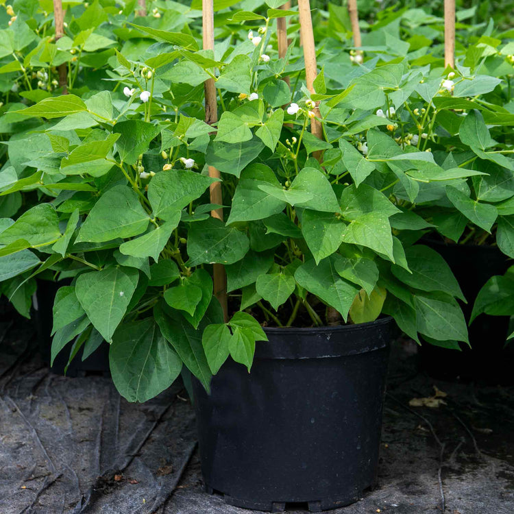 French Bean Dwarf Seeds 'Modesto'