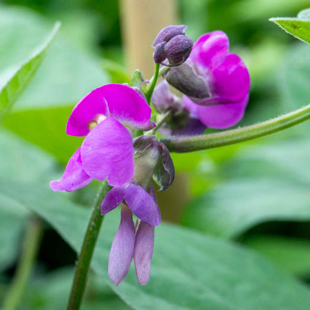 French Bean 'Climbing Cosse Violette'