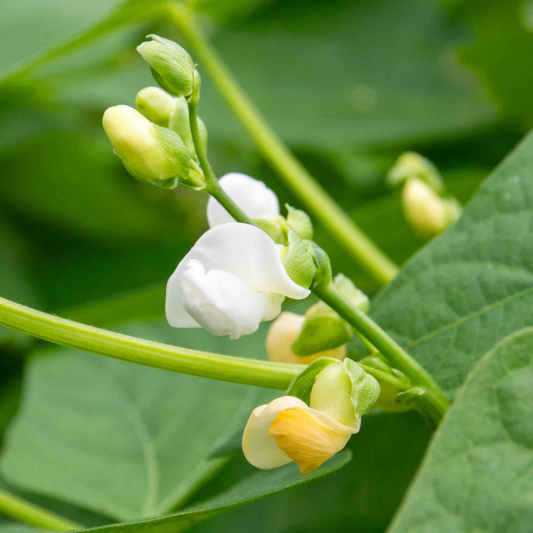 French Bean Climbing Seeds 'Monte Gusto'
