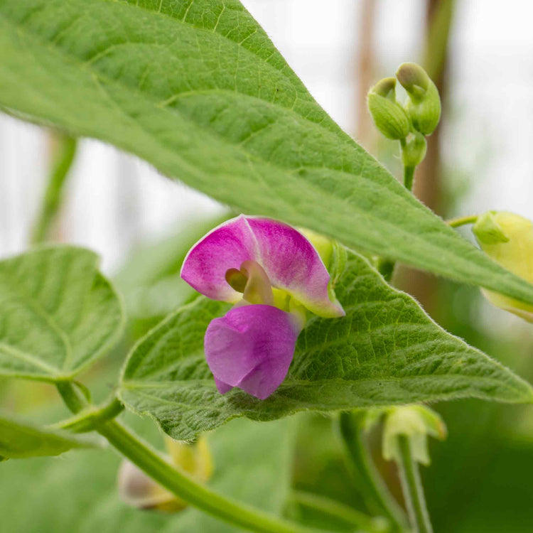 Dwarf French Bean Seeds 'Nautica'