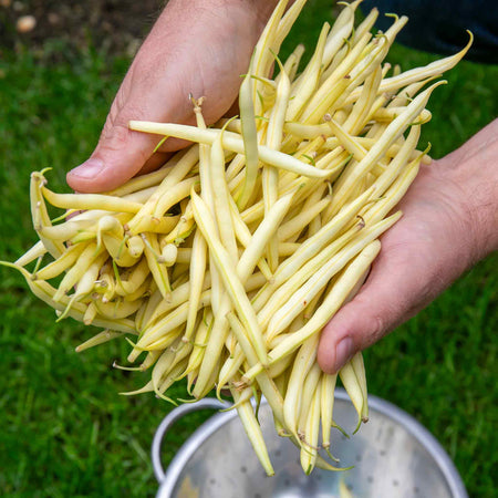 French Bean Climbing Seeds 'Monte Gusto'