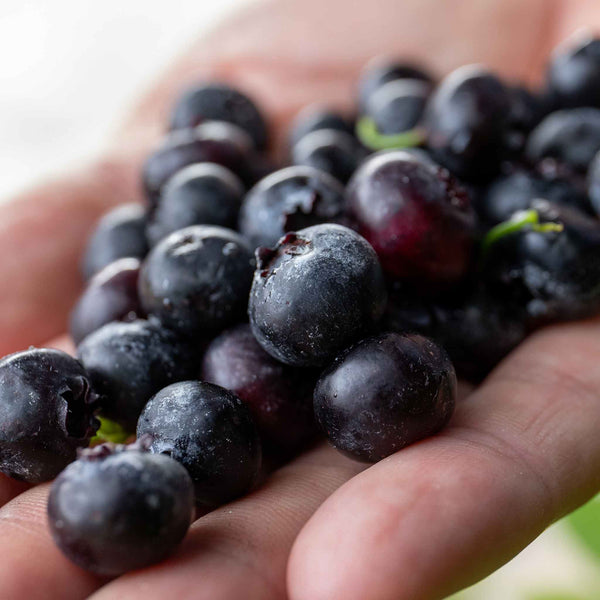 Blueberry 'Liberty'