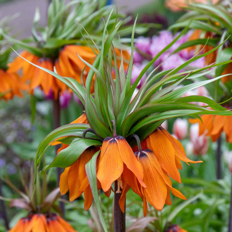 Fritillary Crown Imperial Bulbs 'Rubra'