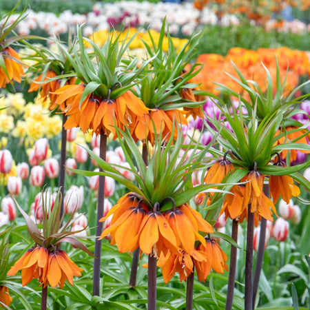 Fritillary Crown Imperial Bulbs 'Rubra'