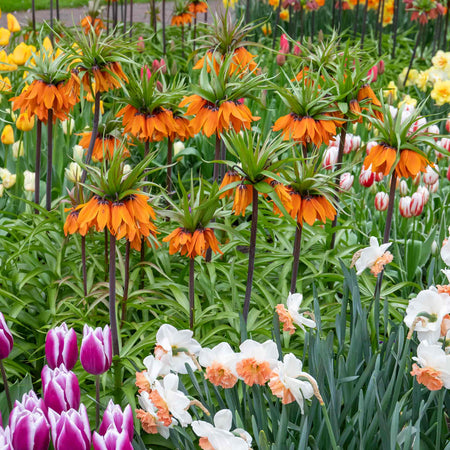 Fritillary Crown Imperial Bulbs 'Rubra'