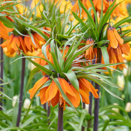 Fritillary Crown Imperial Bulbs 'Rubra'