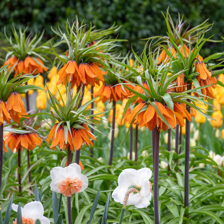 Fritillary Crown Imperial Bulbs 'Rubra'