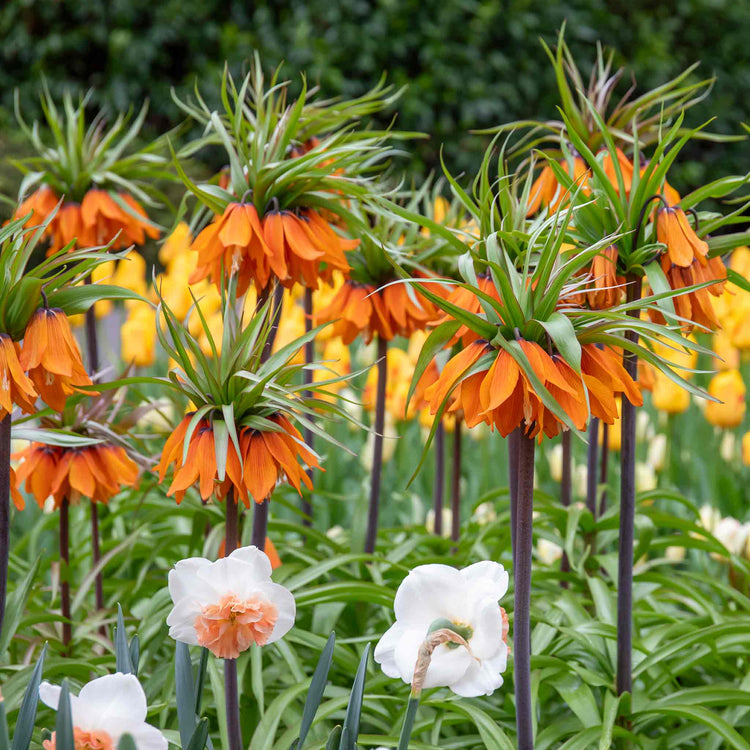 Fritillary Crown Imperial Bulbs 'Rubra'