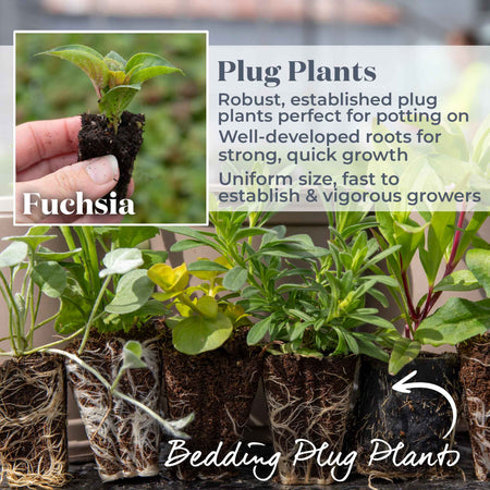 Fuchsia 'Giant-Flowered' Collection