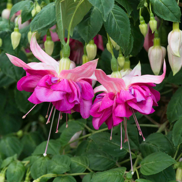 Fuchsia 'Bella Rosella'