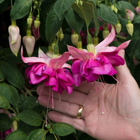 Fuchsia 'Bella Rosella'