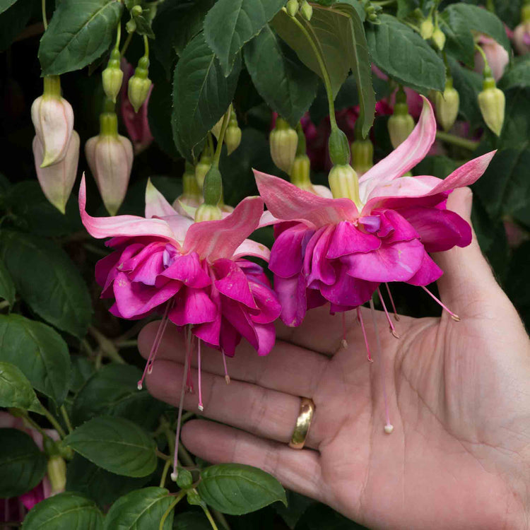 Fuchsia 'Bella Rosella'