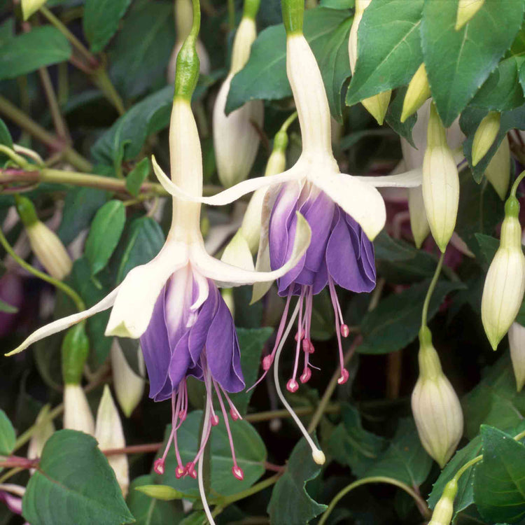 Fuchsia Upright Collection