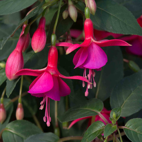 Fuchsia 'Display'