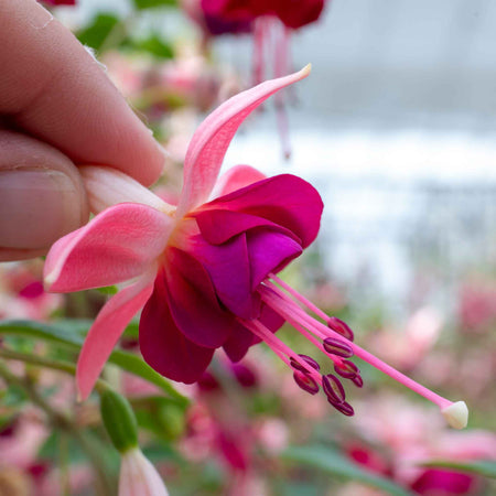 Fuchsia Upright Collection