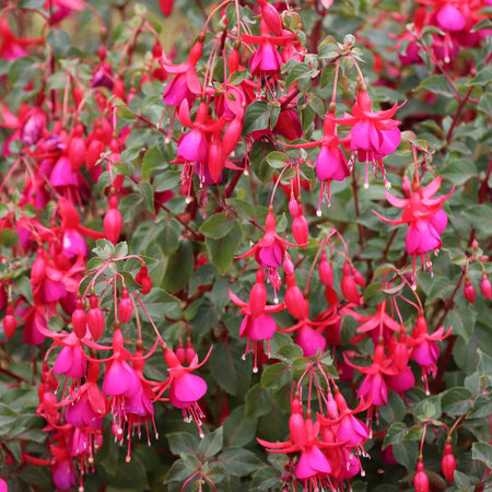 Fuchsia Hardy Collection