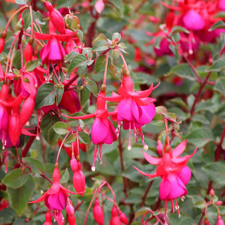 Fuchsia Climbing Collection