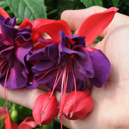 Fuchsia 'Southern Belles Voodoo'