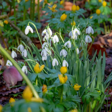 Common Snowdrop (Galanthus nivalis) Bulbs
