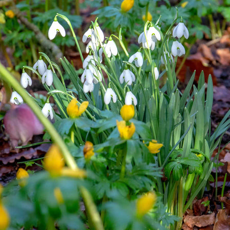 Common Snowdrop Bulbs in the Green