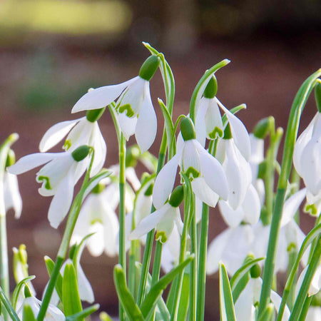 Common Snowdrop (Galanthus nivalis) Bulbs