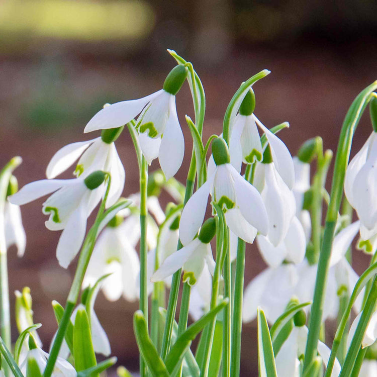 Common Snowdrop (Galanthus nivalis) Bulbs