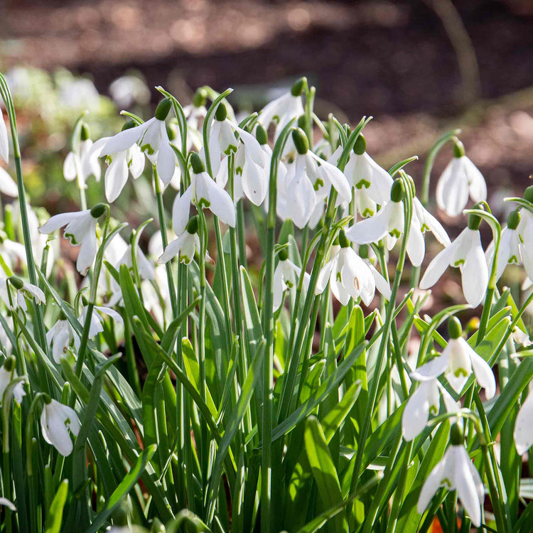 Common Snowdrop (Galanthus nivalis) Bulbs