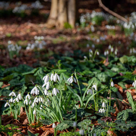 Common Snowdrop Bulbs in the Green