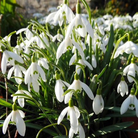 Snowdrop Bulbs in the Green Collection