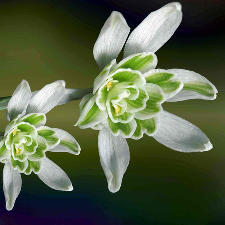 Double Snowdrop Bulbs 'Flore Pleno'