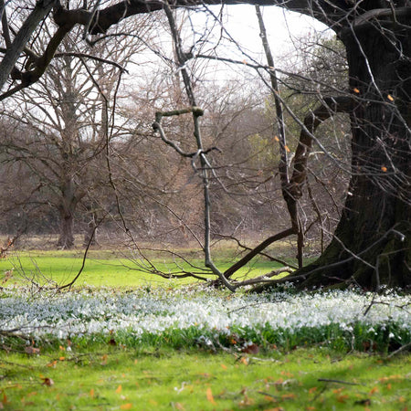 Snowdrop Bulbs in the Green Collection