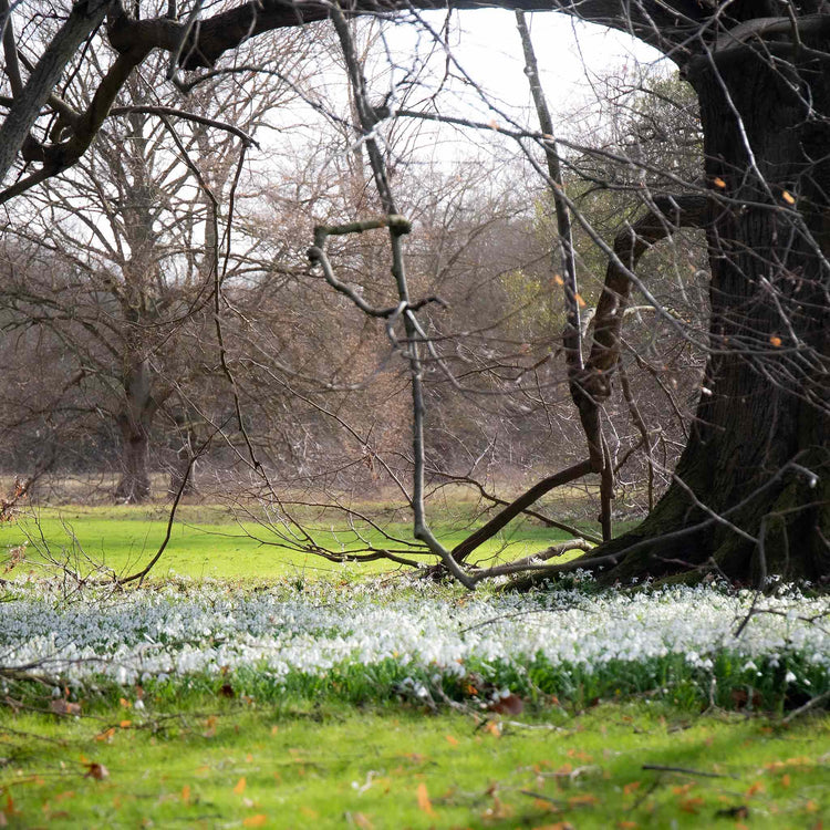 Snowdrop Bulbs in the Green Collection