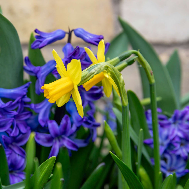Dwarf Daffodil 'Tete a Tete'