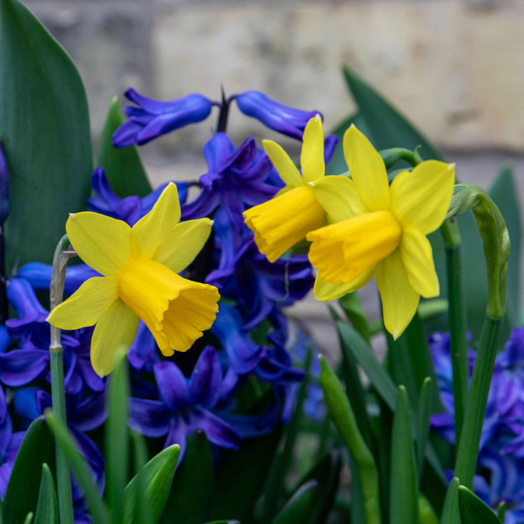 Dwarf Daffodil 'Tete a Tete'