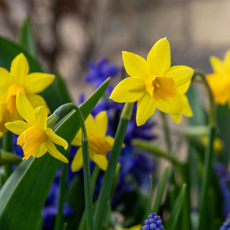 Dwarf Daffodil 'Tete a Tete'