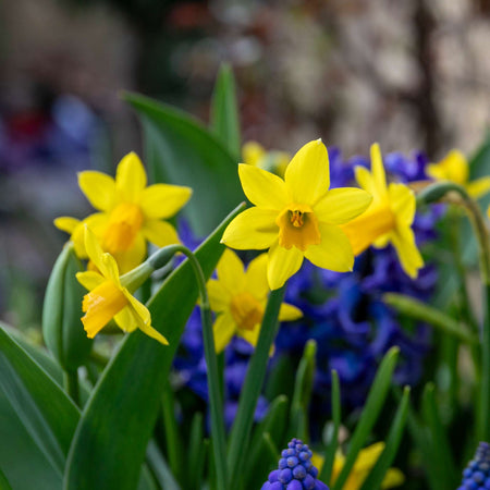 Dwarf Daffodil 'Tete a Tete'
