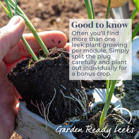 Leek 'Jolant'
