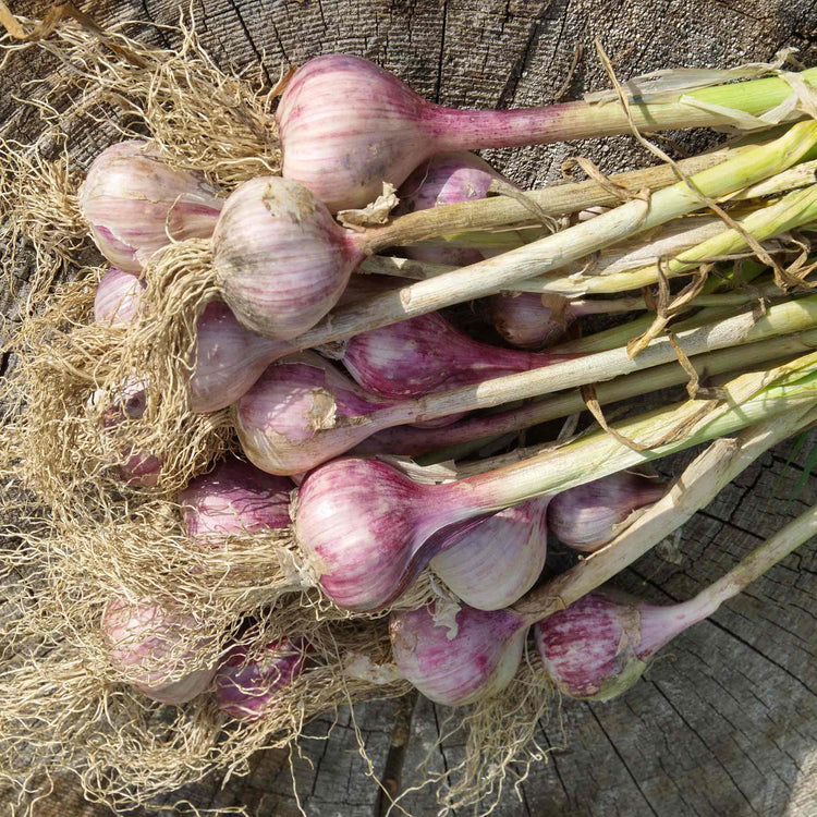 Garlic ‘Germidour’ (Autumn Planting)